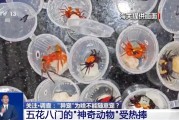 遵义@铲屎官们 养“异宠”或危害国家安全 这些行为违法了